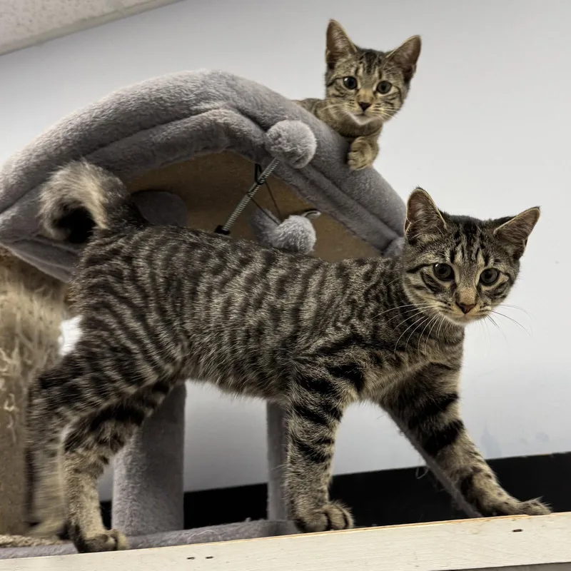 A young medium-sized male Domestic Short Hair cat named Maui for adoption in Hanover Park, IL