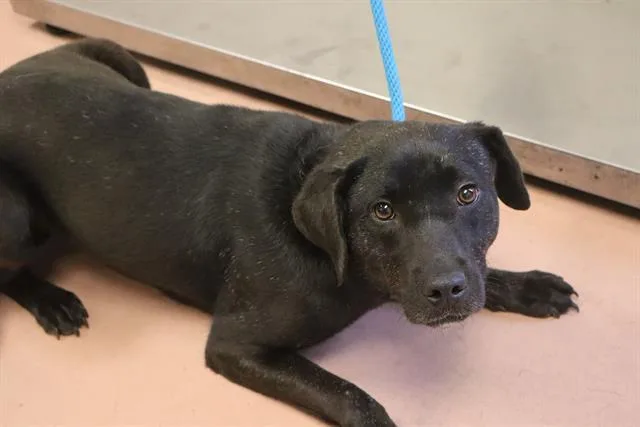 A young medium-sized female Mixed Breed dog named Brooklyn for adoption in Columbia, SC
