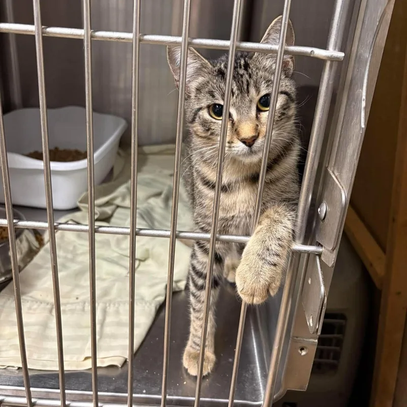 A baby medium-sized female Tabby (Buff / Tan / Fawn) Domestic Short Hair cat named Twister for adoption in Caldwell, TX