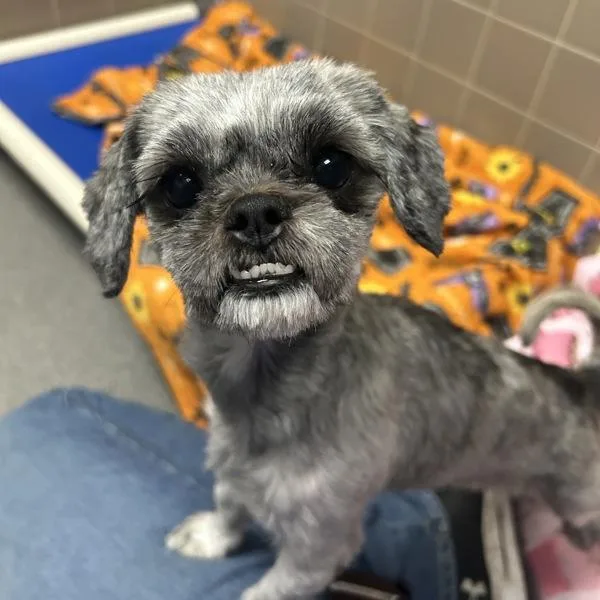 An adult small-sized female Shih Tzu dog named Coco for adoption in Des Moines, IA