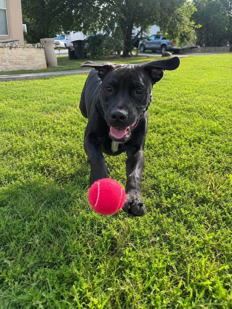 A baby medium-sized male Terrier dog named Jackson for adoption in San Antonio, TX
