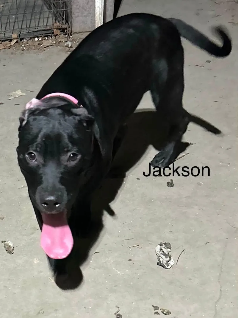Jackson thumbnail 2
