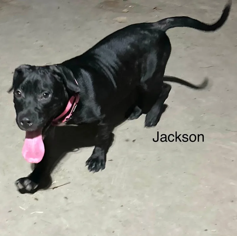 Jackson thumbnail 3