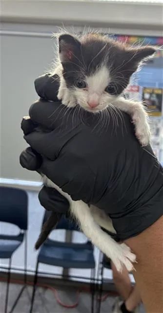 A baby medium-sized female Domestic Short Hair cat named Sparkles for adoption in Dallas, TX