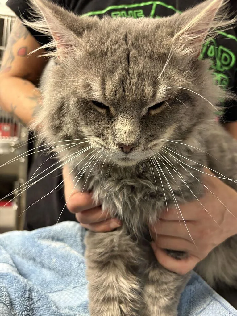 An adult medium-sized male Gray / Blue / Silver Domestic Short Hair cat named Finch for adoption in Cincinnati, OH