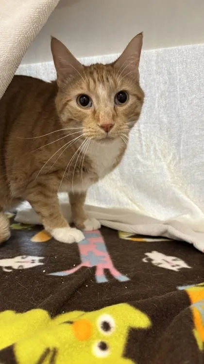 An adult large-sized male Orange / Red Domestic Short Hair cat named Scotch for adoption in Kansas City, MO