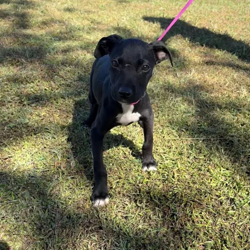 A baby small-sized female Black Mixed Breed dog named Anna for adoption in Buffalo, MN