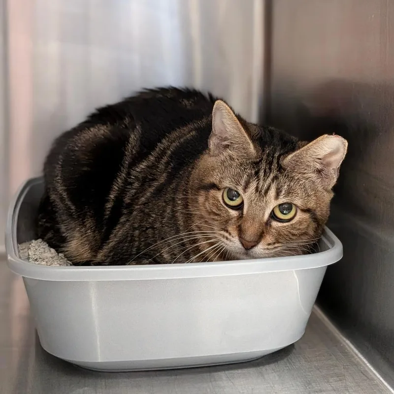 Oscarette thumbnail 2