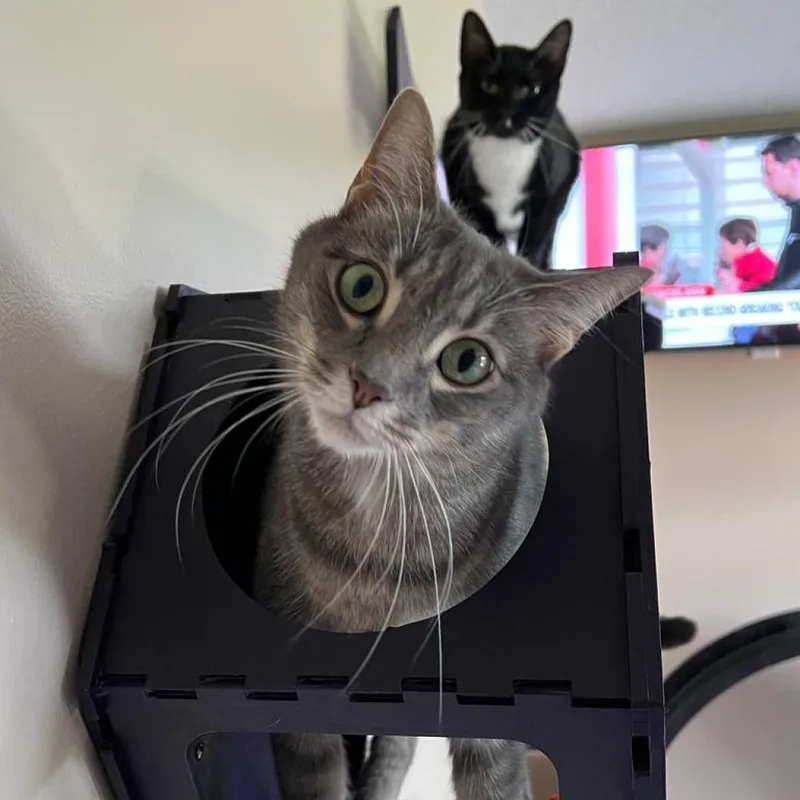 An adult medium-sized female Tabby (Gray / Blue / Silver) Domestic Short Hair cat named Astor for adoption in Davie, FL