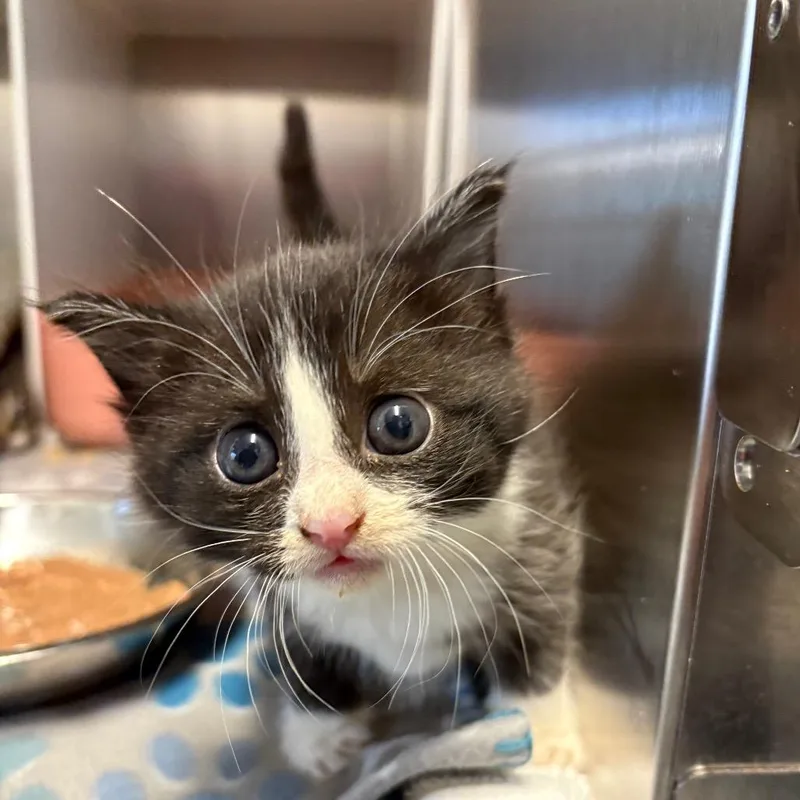 A baby small-sized female Domestic Medium Hair cat named Lighting McQueen for adoption in Oxford, MS