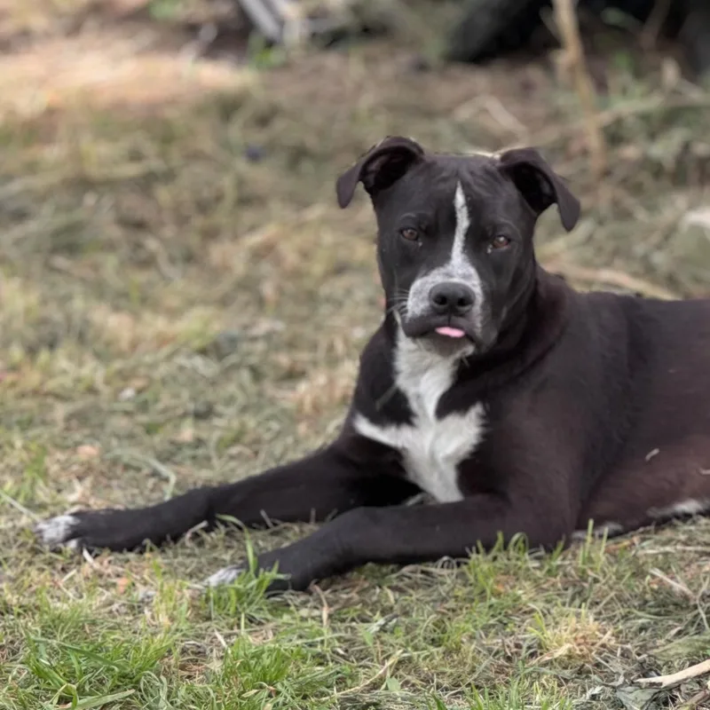 An adult medium-sized male Black Labrador Retriever dog named Costello for adoption in Magnolia, TX