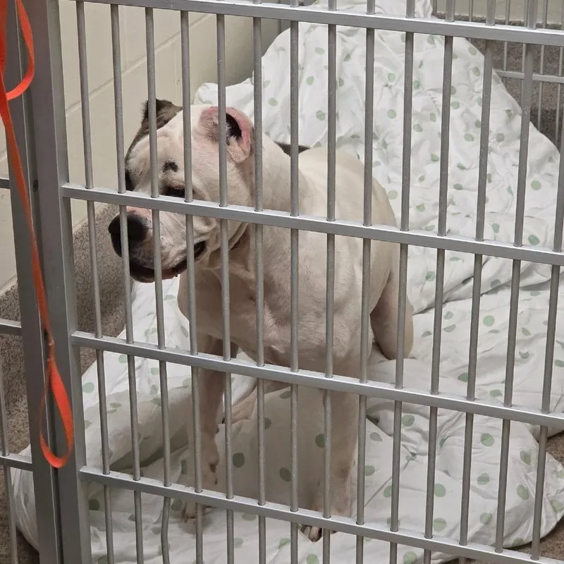 An adult medium-sized female White / Cream English Bulldog dog named Angel for adoption in Titusville, FL