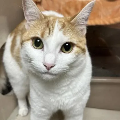 A young medium-sized female Domestic Short Hair cat named Mila & Miles Bonded for adoption in East Brookfield, MA