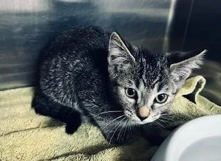 A baby small-sized female Domestic Short Hair cat named Te Fiti for adoption in Norco, CA