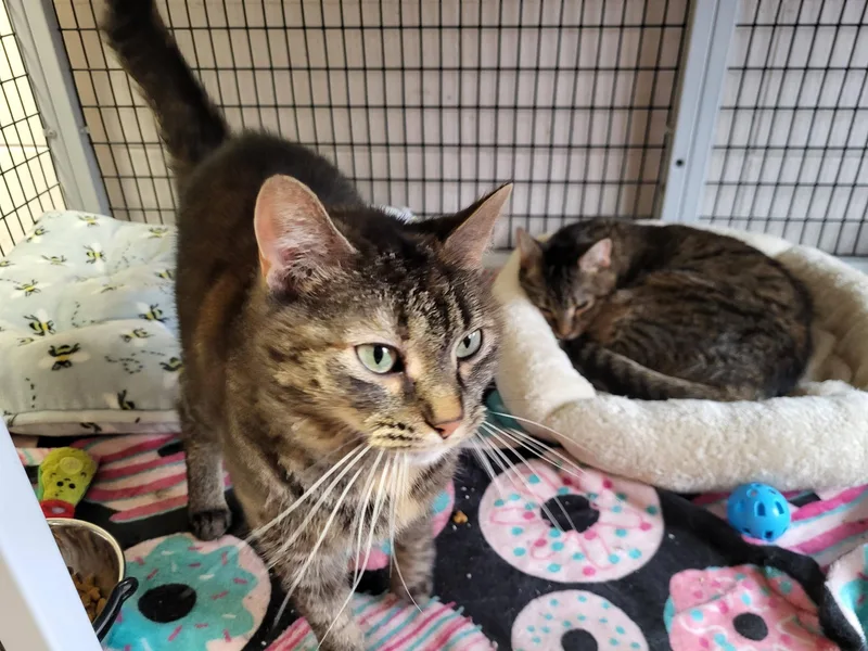 Mini & Sassy thumbnail 3