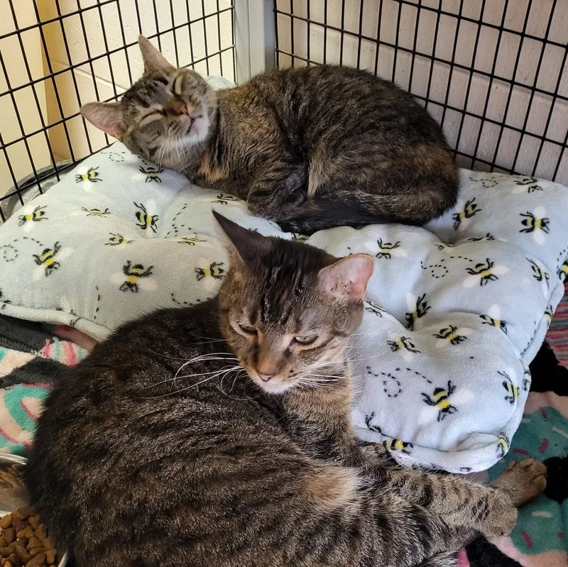 An adult large-sized female Tabby (Brown / Chocolate) Domestic Short Hair cat named Mini & Sassy for adoption in Chilton, WI