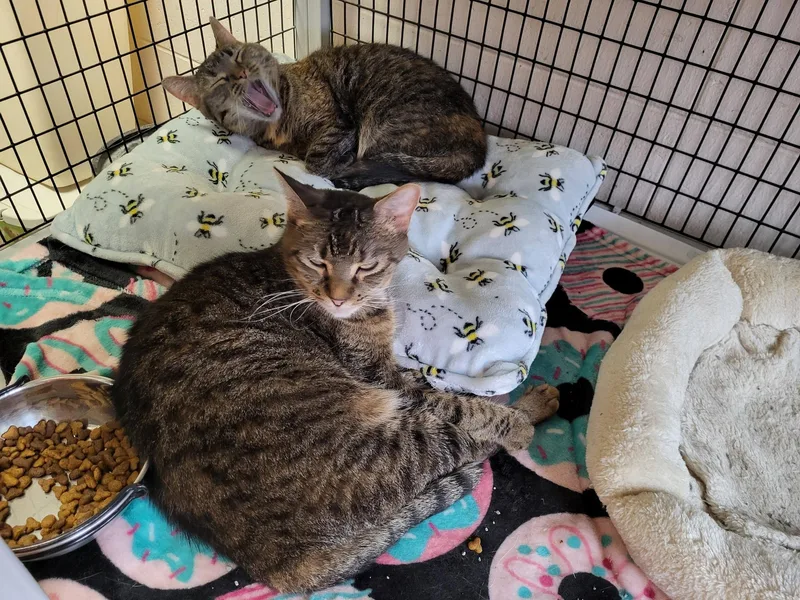 Mini & Sassy thumbnail 5