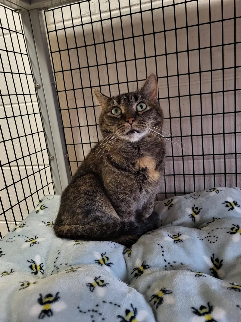 Mini & Sassy thumbnail 6