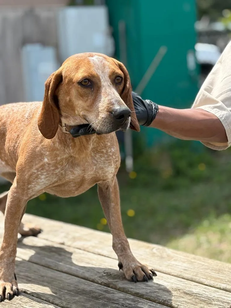 A young medium-sized female Hound dog named Alligator for adoption in Effingham, SC