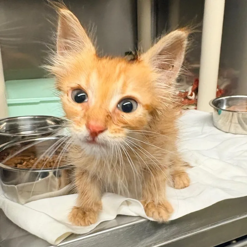 A baby small-sized male Orange / Red Domestic Medium Hair cat named Cheese for adoption in Concord, NC