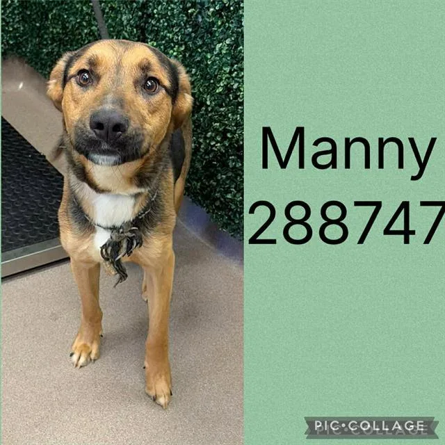 A young large-sized male German Shepherd Dog dog named Manny for adoption in Macon, GA