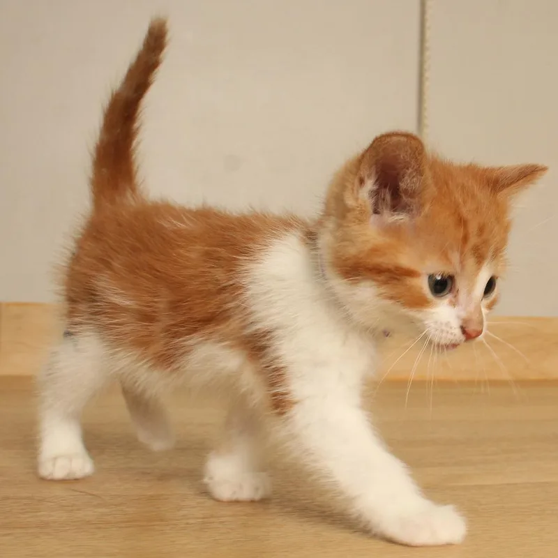 A baby small-sized male Orange / Red Domestic Short Hair cat named Fern C for adoption in Minnetonka, MN