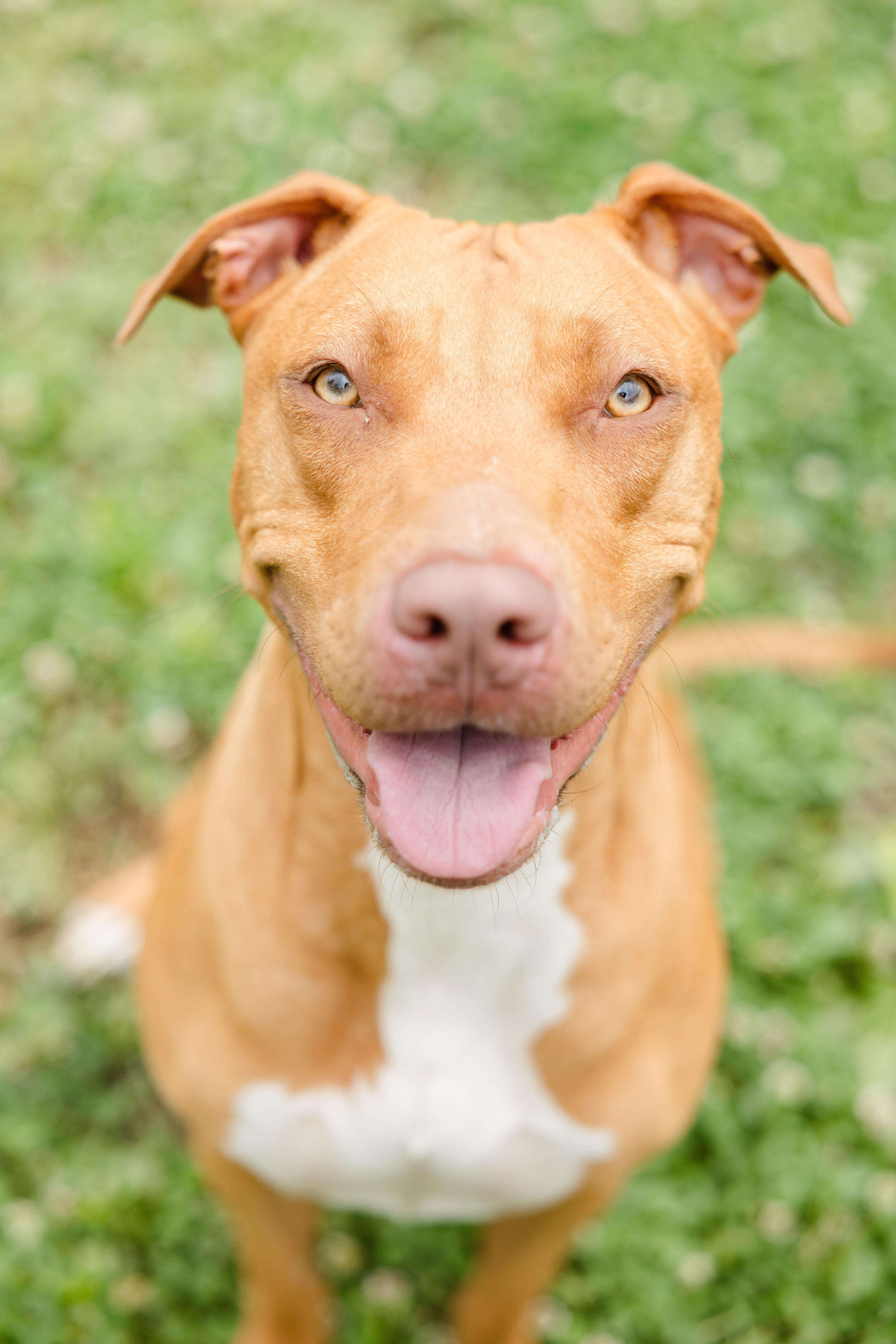 An adult large-sized female Pit Bull Terrier dog named Mama Cass for adoption in Newburgh, IN
