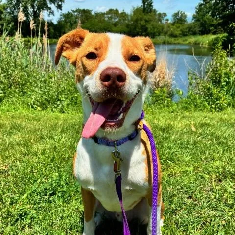 A young medium-sized male Pit Bull Terrier dog named Bruxer for adoption in Chicago, IL