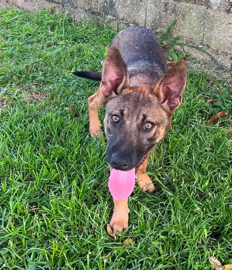 A baby medium-sized female Shepherd dog named Carmen for adoption in Rincon, PR
