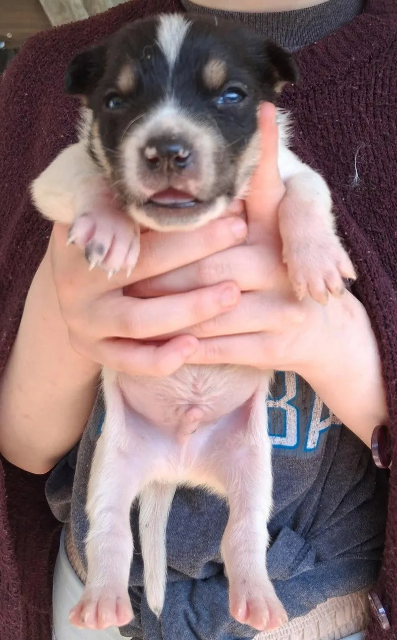 A young medium-sized male Mixed Breed dog named Alvin Chipmunk Litter for adoption in Holly Springs, NC