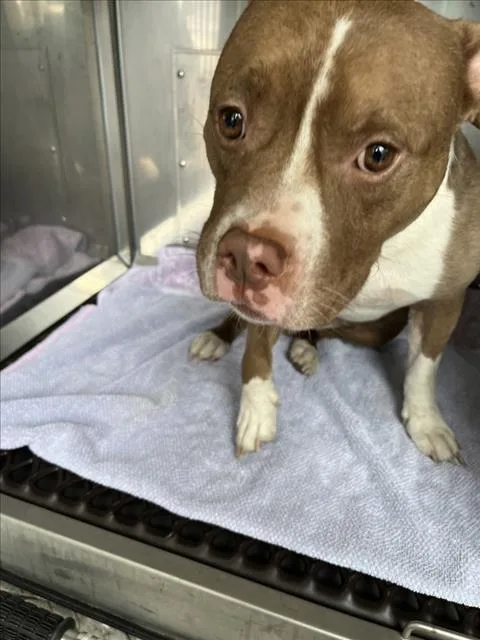 A young medium-sized male Pit Bull Terrier dog named Tater Tot for adoption in Derwood, MD