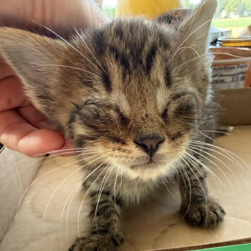 A baby small-sized male Brown / Chocolate Domestic Short Hair cat named Eclipse for adoption in Alexandria, VA