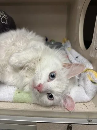 An adult small-sized male Domestic Short Hair cat named Echo for adoption in Quakertown, PA