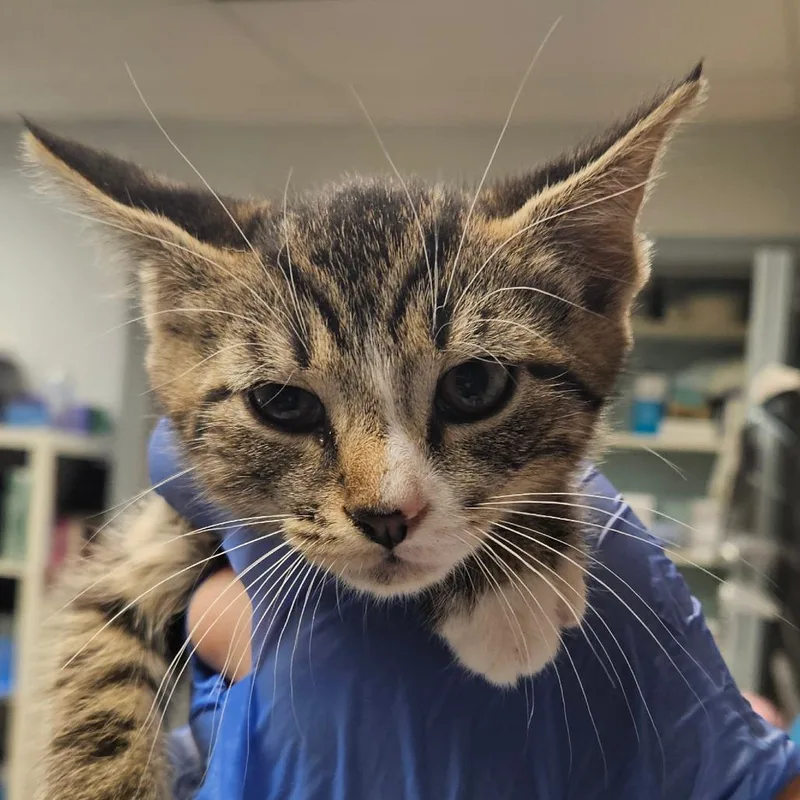 A baby small-sized female Brown / Chocolate Domestic Short Hair cat named Rose Water & Ivy for adoption in Birdsboro, PA