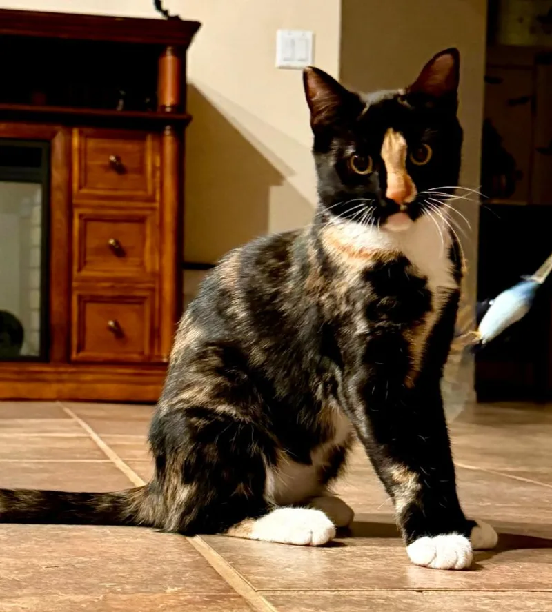 A young medium-sized female Domestic Short Hair cat named Pixie for adoption in Phoenix, AZ