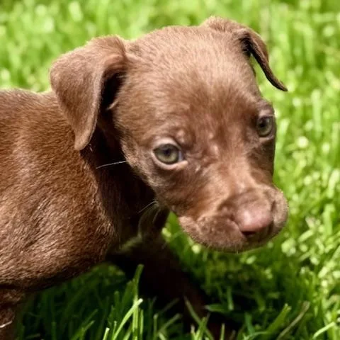 A baby small-sized female Brown / Chocolate Chihuahua dog named Blaire for adoption in Austin, TX