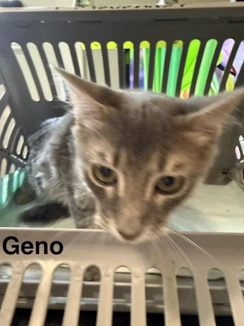 A baby medium-sized male Domestic Short Hair cat named Geno for adoption in Zimmerman, MN