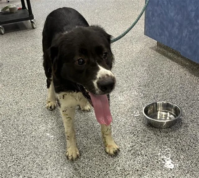 An adult large-sized female Great Pyrenees dog named Rosebud for adoption in Palmetto, FL