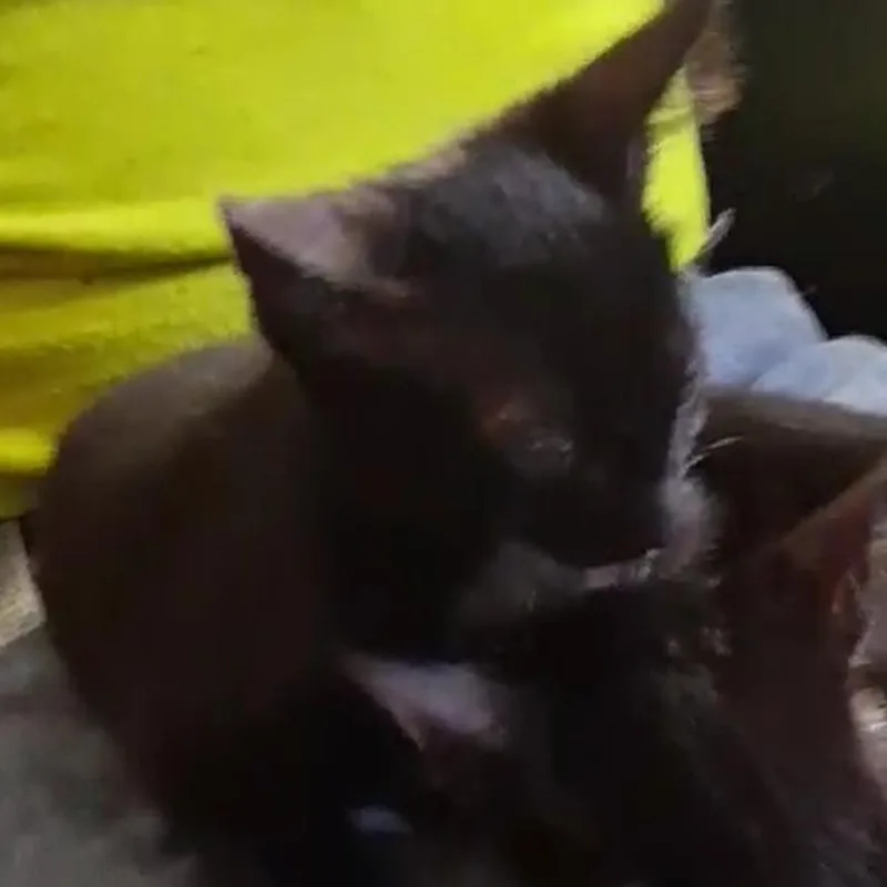 A baby small-sized male American Shorthair cat named Linus for adoption in mount vernon, AR