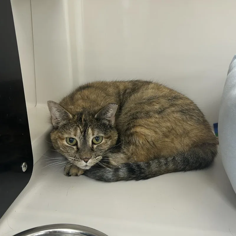 An adult medium-sized female Torbie Domestic Short Hair cat named Eunice for adoption in La Grange, KY