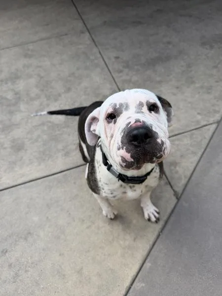 Scrunchie thumbnail 2