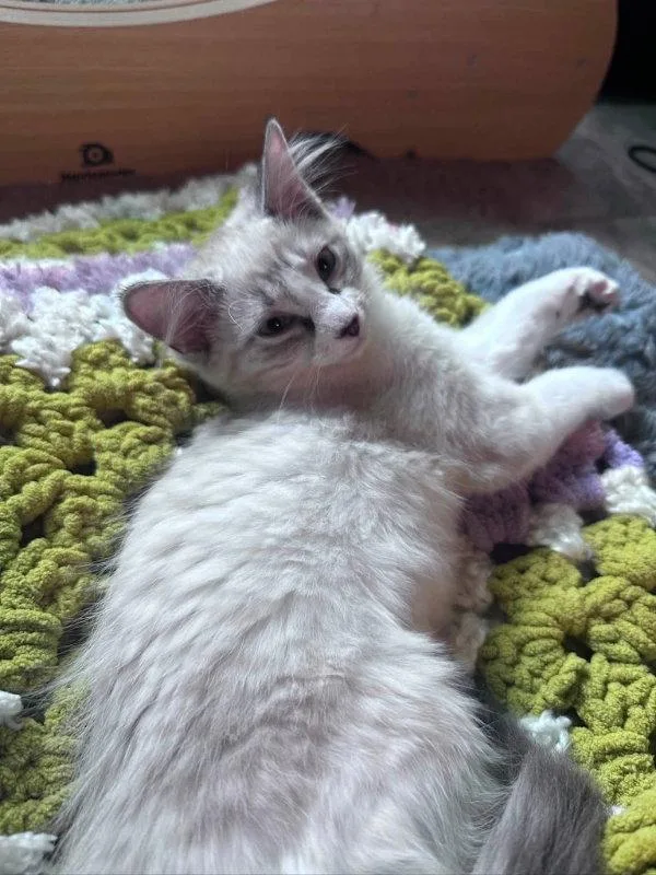 A young medium-sized female Snowshoe cat named Juliet for adoption in Knoxville, TN