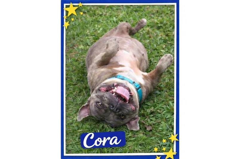 A senior large-sized female Gray / Blue / Silver American Staffordshire Terrier dog named Cora for adoption in Yukon, OK