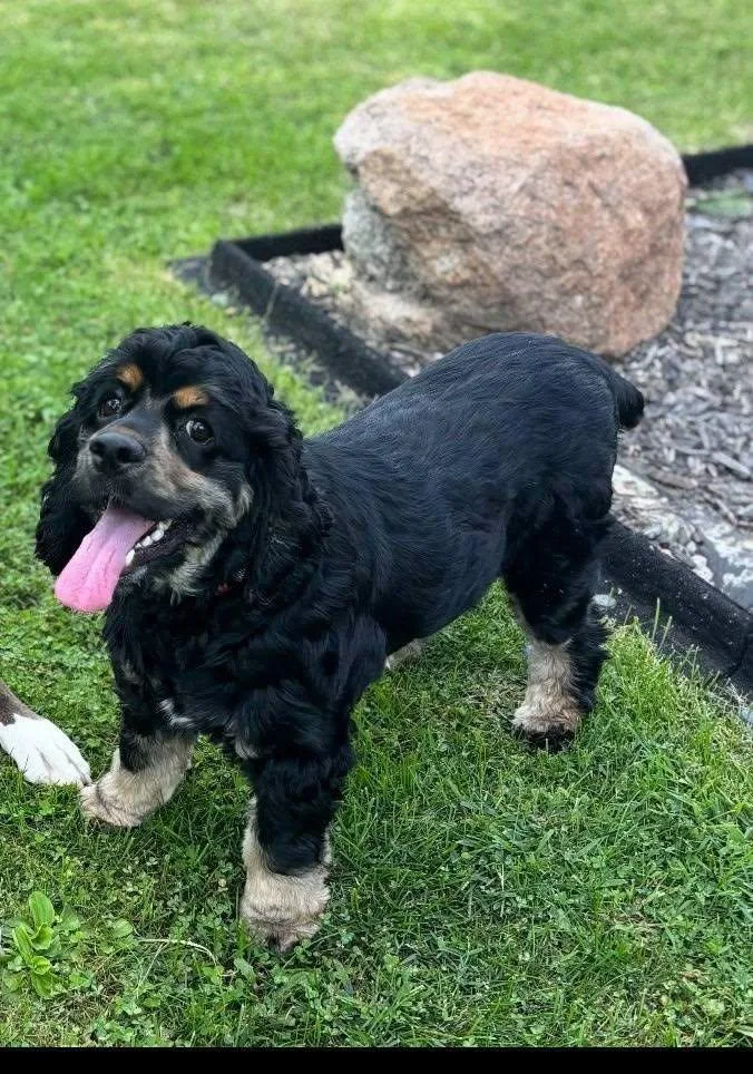 A young small-sized male Black Cocker Spaniel dog named Digger for adoption in Mazon, IL