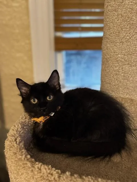 A baby small-sized male Black Domestic Short Hair cat named Lemongrab for adoption in Richmond, VA