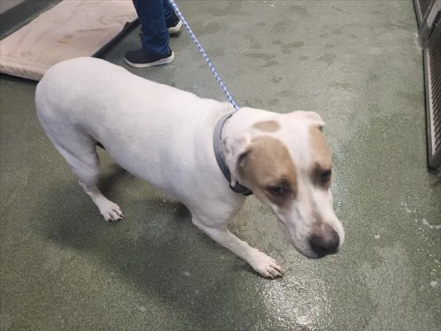 An adult large-sized female Pit Bull Terrier dog named Sophie for adoption in Santa Fe, NM
