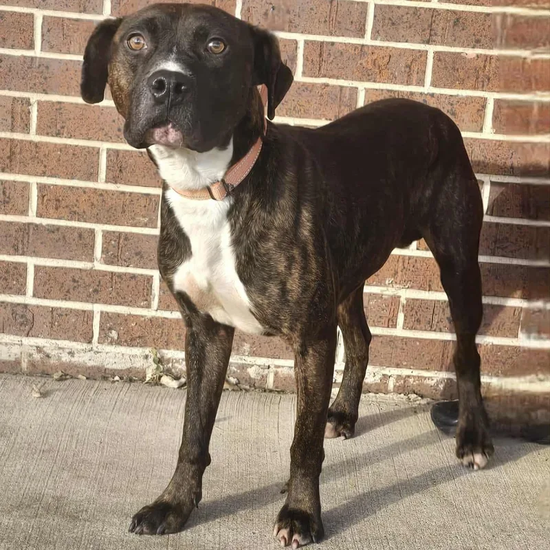 An adult medium-sized male Brindle Pit Bull Terrier dog named Mac for adoption in Waterloo, IA