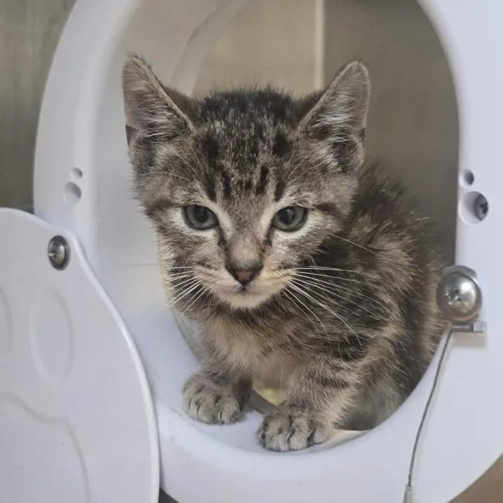A baby small-sized male Domestic Short Hair cat named Uncle Art for adoption in Los Angeles, CA