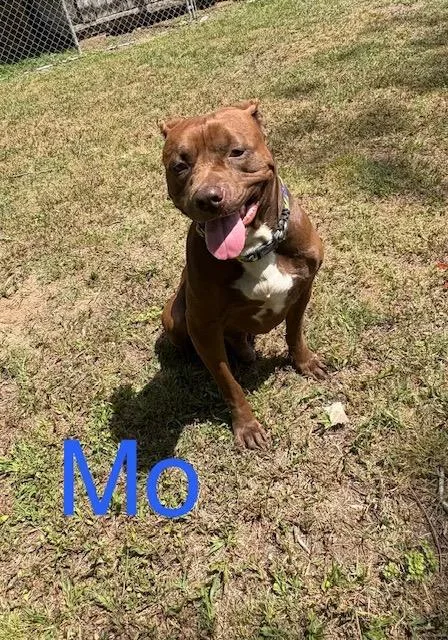 Mo