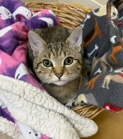 A baby small-sized female Tabby (Brown / Chocolate) Domestic Short Hair cat named Tooth Fairy for adoption in Medina, OH